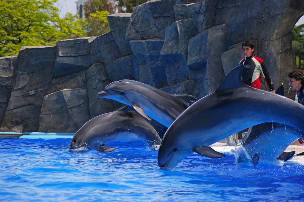 Batumi Dolphinarium - batumicasinoguide.com